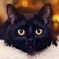 Close up portrait of a domestic black cat. Kitten with yellow eyes looking in front Royalty Free Stock Photo