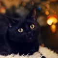 Close up portrait of a domestic black cat. Kitten with yellow eyes looking in front Royalty Free Stock Photo