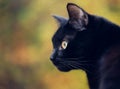 Close up portrait of a domestic black cat. Kitten with yellow eyes looking in front Royalty Free Stock Photo