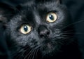 Close up portrait of a domestic black cat. Kitten with yellow eyes looking in front Royalty Free Stock Photo