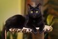 Close up portrait of a domestic black cat. Kitten with yellow eyes looking in front Royalty Free Stock Photo