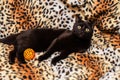 Close up portrait of a domestic black cat. Kitten with yellow eyes looking in front Royalty Free Stock Photo