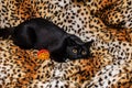 Close up portrait of a domestic black cat. Kitten with yellow eyes looking in front Royalty Free Stock Photo