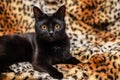 Close up portrait of a domestic black cat. Kitten with yellow eyes looking in front Royalty Free Stock Photo