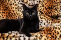 Close up portrait of a domestic black cat. Kitten with yellow eyes looking in front Royalty Free Stock Photo