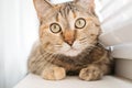 Close-up portrait of a domestic cat on the windowsill. Royalty Free Stock Photo