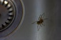 A close up portrait of a domestic house spider, barn funnel weaver or tegenaria domestica. The insect is trapped in the sink near