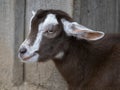 Close-Up Portrait of a Domestic Sheep Royalty Free Stock Photo