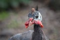 Guineafowl