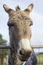 Close up portrait of a donkey.