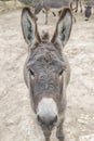 Close up portrait of a donkey staring at the camera intrigued