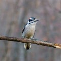 Close Up Portrait Of A Downy Woodpecker Picoides Pubescens Perched On A Dead Tree Limb During Autumn.