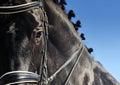 Close-up portrait of dressage horse with braided mane