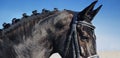 Close-up portrait of dressage horse with braided mane Royalty Free Stock Photo