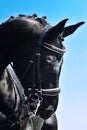 Close-up portrait of dressage horse with braided mane