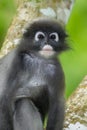 Close up portrait of Dusky Leaf-monkey Royalty Free Stock Photo