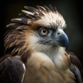 Close-up portrait of an eagle in a falconry exhibition AI Generated animal ai