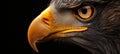 Close-Up Portrait of an Eagle, Intense Gaze, Sharp Beak, and Detailed Feathers on a Black Background Royalty Free Stock Photo