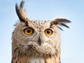 Close up portrait of an eagle owl Bubo bubo against blue sky w Royalty Free Stock Photo