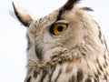 Close up portrait of an eagle owl Bubo bubo isolated on white Royalty Free Stock Photo