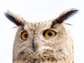 Close up portrait of an eagle owl Bubo bubo isolated on white Royalty Free Stock Photo