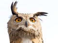 Close up portrait of an eagle owl Bubo bubo on white Royalty Free Stock Photo