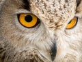 Close up portrait of an eagle owl Bubo bubo with yellow eyes Royalty Free Stock Photo