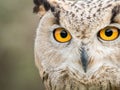 Close up portrait of an eagle owl Bubo bubo with yellow eyes Royalty Free Stock Photo