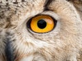 Close up portrait of an eagle owl Bubo bubo with yellow eyes Royalty Free Stock Photo