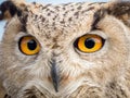 Close up portrait of an eagle owl Bubo bubo with yellow eyes Royalty Free Stock Photo