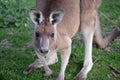 Close up portrait of eastern grey kangaroo