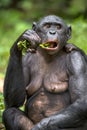 The close up portrait of eating adult female Bonobo (Pan Paniscus) on green natural background.