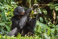 The close up portrait of eating juvenile Bonobo in natural habitat. Green natural background. Royalty Free Stock Photo