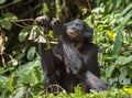 The close up portrait of eating juvenile Bonobo in natural habitat. Green natural background. Royalty Free Stock Photo
