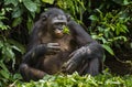 The close up portrait of eating old female Bonobo in natural habitat