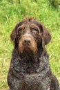 Close-up portrait of an elderly drahthaar dog Royalty Free Stock Photo