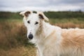 Close-up Portrait of elegant and beautiful russian borzoi dog in the field