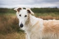 Close-up Portrait of elegant and beautiful russian borzoi dog in the field Royalty Free Stock Photo