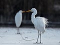 Great egret in winter morning Royalty Free Stock Photo