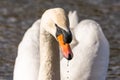 Close up portrait of an elegant white mute swan Royalty Free Stock Photo
