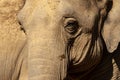 Close up portrait of an elephant. The face of a noble animal Royalty Free Stock Photo