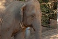 Close up portrait of an elephant in zoo. The face of a noble animal Royalty Free Stock Photo