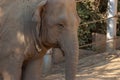 Close up portrait of an elephant in zoo. The face of a noble animal Royalty Free Stock Photo