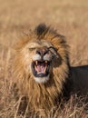 Close up Portrait of Elewana or Sand River Male Lion, Leo panthera, Yawning Royalty Free Stock Photo