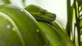 Close-up portrait of an emerald tree boa wrapped on a tree branch looking around