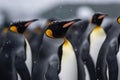 Close-up portrait of a emperor penguin against the background of a colony of penguins and falling snow. Generative AI