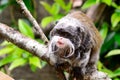 Emperor tamarin monkey sitting on a branch Royalty Free Stock Photo