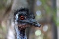 Close up portrait of Emu Dromaius novaehollandiae Royalty Free Stock Photo