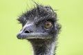 Close up portrait of emu ostrich looking in camera Royalty Free Stock Photo