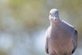 Close-up portrait of Eurasian collared dove or Streptopelia decaocto looking at the camera on the blur background, hello Royalty Free Stock Photo